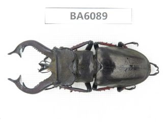 Beetle.  Lucanus Tibetanus Ssp.  Myanmar Border,  N Mt.  Gaoligongshan.  1m.  Ba6089.