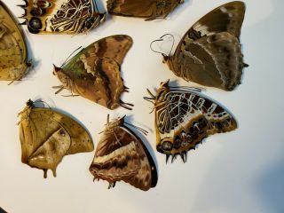 Assortment of 10 STUNNING CHARAXES SPECIMENS,  UNSPREAD - AFRICA 2