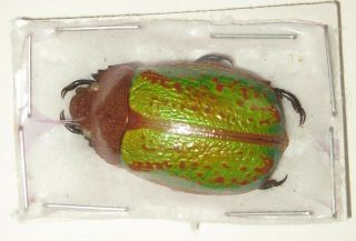 Chrysina Victorina Male (rutelidae)