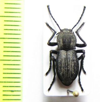 Tenebrionidae Sp. ,  Mexico