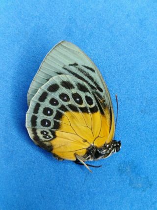 Lepidoptera Agrias Beatifica Atuarti Female Nª30 Loreto - Peru