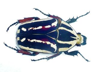 Mecynorrhina Ugandensis Female Big 47mm,  Fantastic Blue Cetonidae Uganda