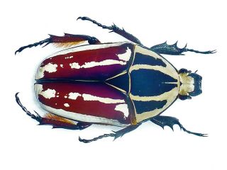Mecynorrhina Ugandensis Female Big 52mm,  Fantastic Color Cetonidae Uganda