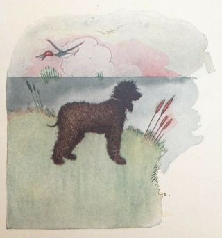 1913 Dog Art Print Irish Water Spaniel Cartoonist (tad) Dorgan Cartoon