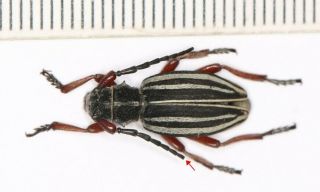 Cerambycidae Cerambycinae Eudorcadion From Xinjiang (3)