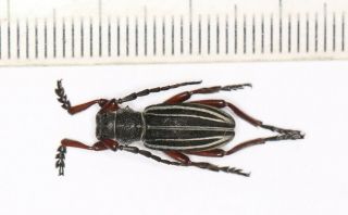 Cerambycidae Cerambycinae Eudorcadion From Xinjiang (2)