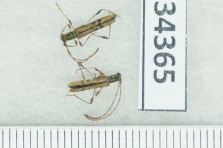 B34365 – Cerambycidae Species? Beetles,  Insects Ha Giang Vietnam