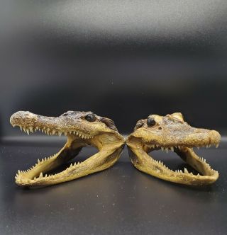 2 5 " Alligator Head Skull Taxidermy Real Teeth Jaw Reptile Swamp Gator