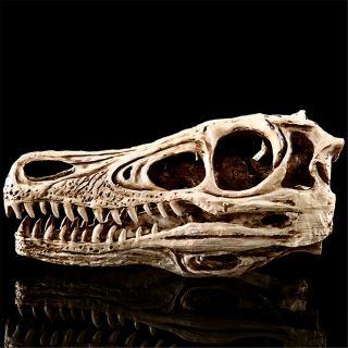 Velociraptor Skull Fossil Dinosaur Model Animal Collector Toy Raptor Decor Gift