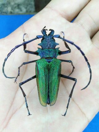 Coleoptera Psalidognathus Superbus 44mm Nº 24 San Martin - Peru