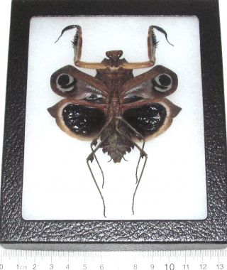 Real Framed Praying Mantis Deroplatys Dessicata Black Death Mantis Female Dark V