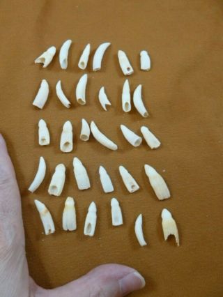 (g370 - 512) 30 Gator Alligator Aligator Tooth Teeth Make Own Jewelry Mixed Sizes