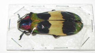 Chrysochroa Corbetti 45mm (buprestidae)