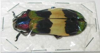 Chrysochroa corbetti 45mm (Buprestidae) 2