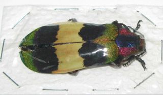 Chrysochroa corbetti 45mm (Buprestidae) 3