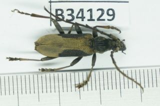B34129 – Cerambycidae Species? Beetles,  Insects Ba Thuoc.  Thanh Hoa Vietnam