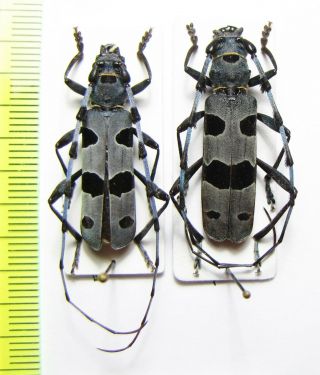 Cerambycidae,  Rosalia Alpina,  Male,  Slovakia