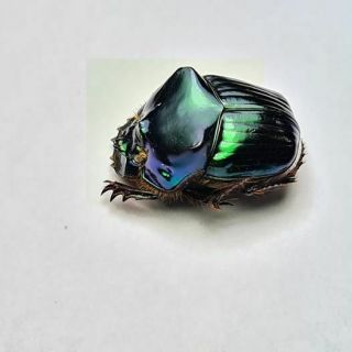 Scarabaeidae,  Phanaeus Kirbyi Male A1
