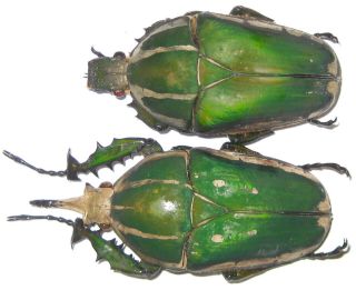 Cetoniinae Mecynorrhina Torquata Poggei Pair A1 Male 71mm (r.  D.  Congo) Xl