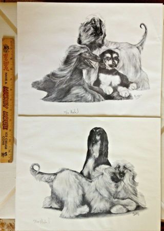 2 Vintage 1978 Le Michael Afghan Hound Dog - A Set Of Hairy Trios To Frame