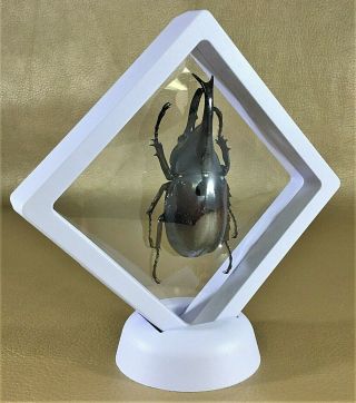 W30a Entomology Taxidermy Beetle Xylotrupes Gideon Collectible Framed