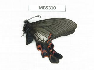 Butterfly.  Papilio Elwesi.  W Sichuan,  Mt.  Gonggashan.  1m.  Mb5310.