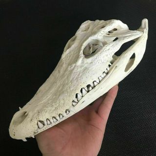 Freshwater Crocodile Skull Taxidermy Length 20 Cm Gift Crafts