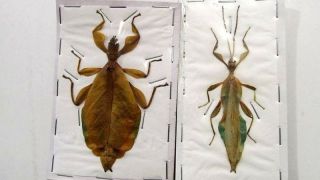 Phyllium Hausleithneri Pair Leaf Mimic Taxidermy Real Insect