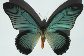 Papilio Zalmoxis Africa A1 Fixed