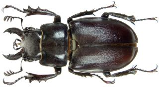 Insect - Pseudolucanus Placidus - Usa - Big Male 25 27mm.