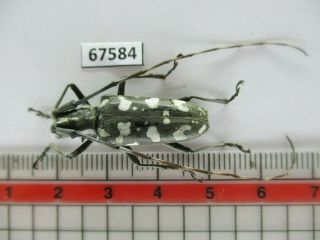 67584 Cerambycidae Sp.  Vietnam.  Lai Chau