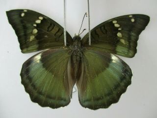 N13131.  Unmounted Butterfly.  Euthalia Khambounei?.  Vietnam