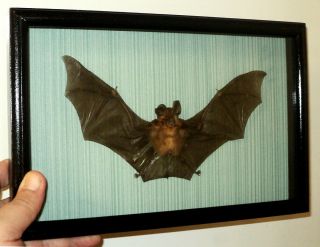Real Bat In Frame Of Real Wood.  Handmade.