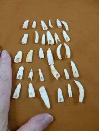(g370 - 506) 30 Gator Alligator Aligator Tooth Teeth Make Own Jewelry Mixed Sizes