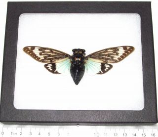 Real Framed Cicada Blue Black Tosena Splendida Wings Spread