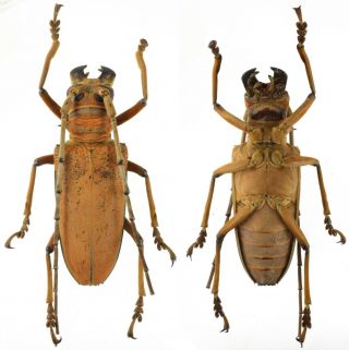 Rosenbergia Mandibularis Cerambycidae 57mm - Jayapura Province,  Papua,  Indonesia