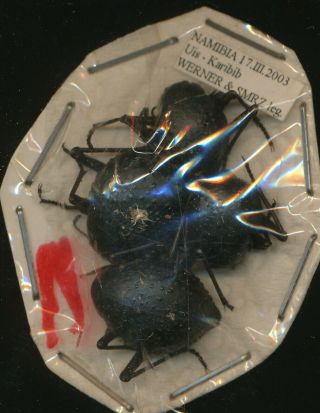 Four Physasterna Cribripes Tenebrionidae From Namibia