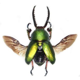 One Real Lamprima Adolphinae Green Stag Beetle Wings Spread Packaged Png