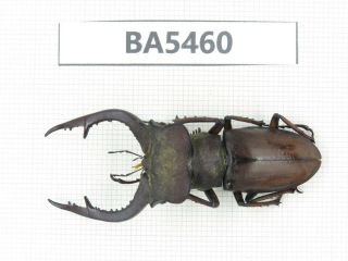 Beetle.  Lucanus Sp.  Yunnan,  Jinping County.  1m.  Ba5460.