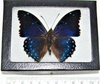 Real Framed Butterfly Blue Charaxes Numenes Africa