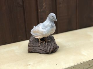 Taxidermy Chinese Painted Quail Mounted On A Log Slice