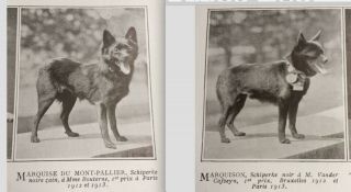 1914 Schipperke Champion Dog Pictures,  Description