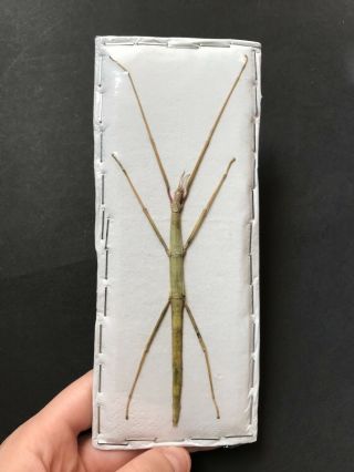 Bacillus Rossius Female Taxidermy - Stick Insect Entomology Phasmid Green