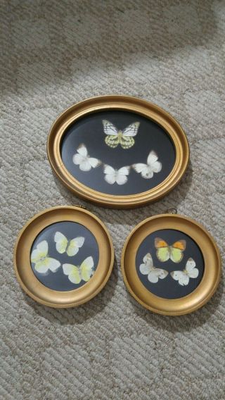 3 Vintage Gold Framed Butterfly Glass Pictures Wall Hangers