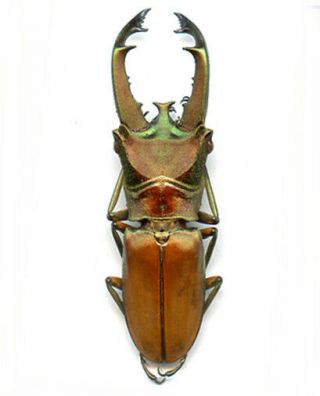 Lucanidae - Cyclommatus Pasteuri - Sumatra Is 47.  65 Mm