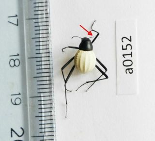 Coleoptera Tenebrionidae Stenocara Eburnea Namibia A0152