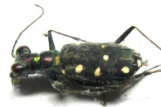 008 Mi : Cicindelidae: Thopeutica Species? Male 10.  5mm