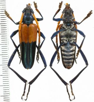 Pachyteria Javana - Cerambycidae From Bali Island,  Indonesia
