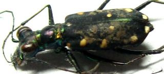D033 Mi :cicindelidae: Thopeutica Species? Male 11.  5mm