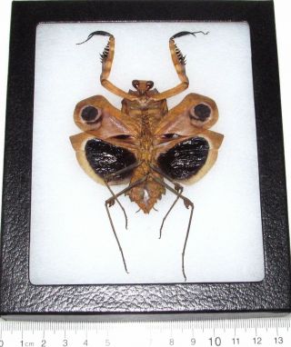 Real Framed Praying Mantis Deroplatys Dessicata Black Death Mantis Female Light